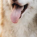 Слот The Dog House Megaways с хаотичной игровой механикой