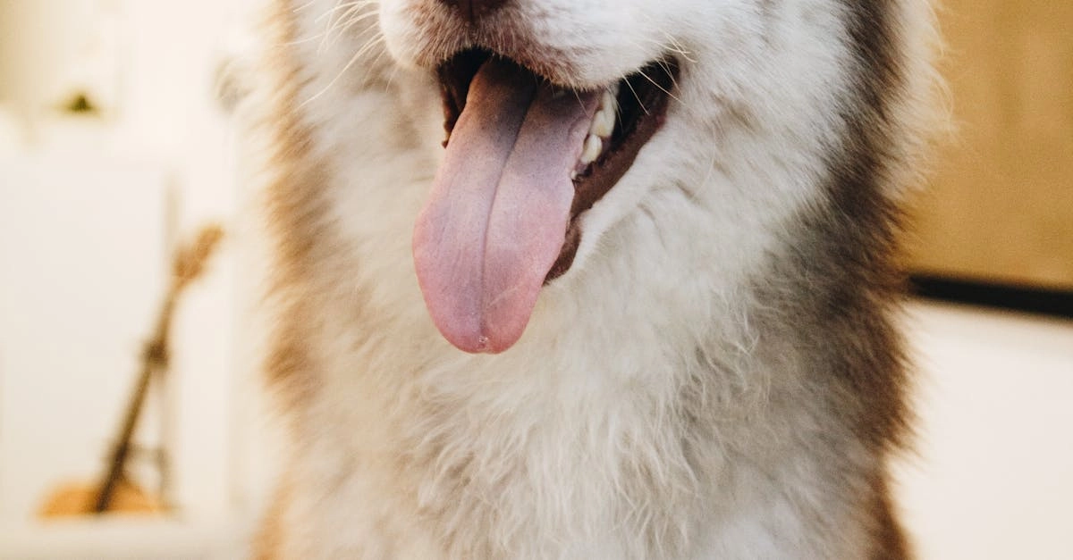 Слот The Dog House Megaways с хаотичной игровой механикой