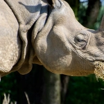 Great Rhino Deluxe игра демонстрирует творческий хаос