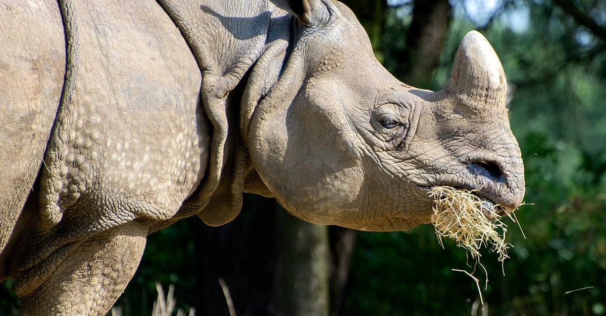 Great Rhino Deluxe игра демонстрирует творческий хаос